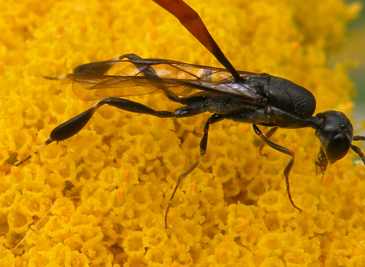 Gasteruptiidae indet